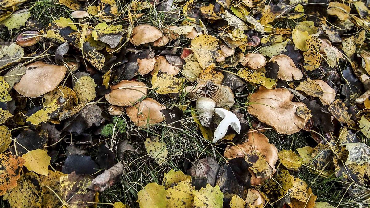Cortinarius hedyaromaticus (door Inge Somhorst)